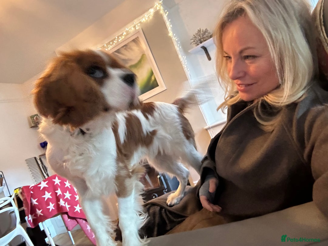 Cavalier King Charles Spaniel dogs for sale: Handsome male 8 months - Advert 3