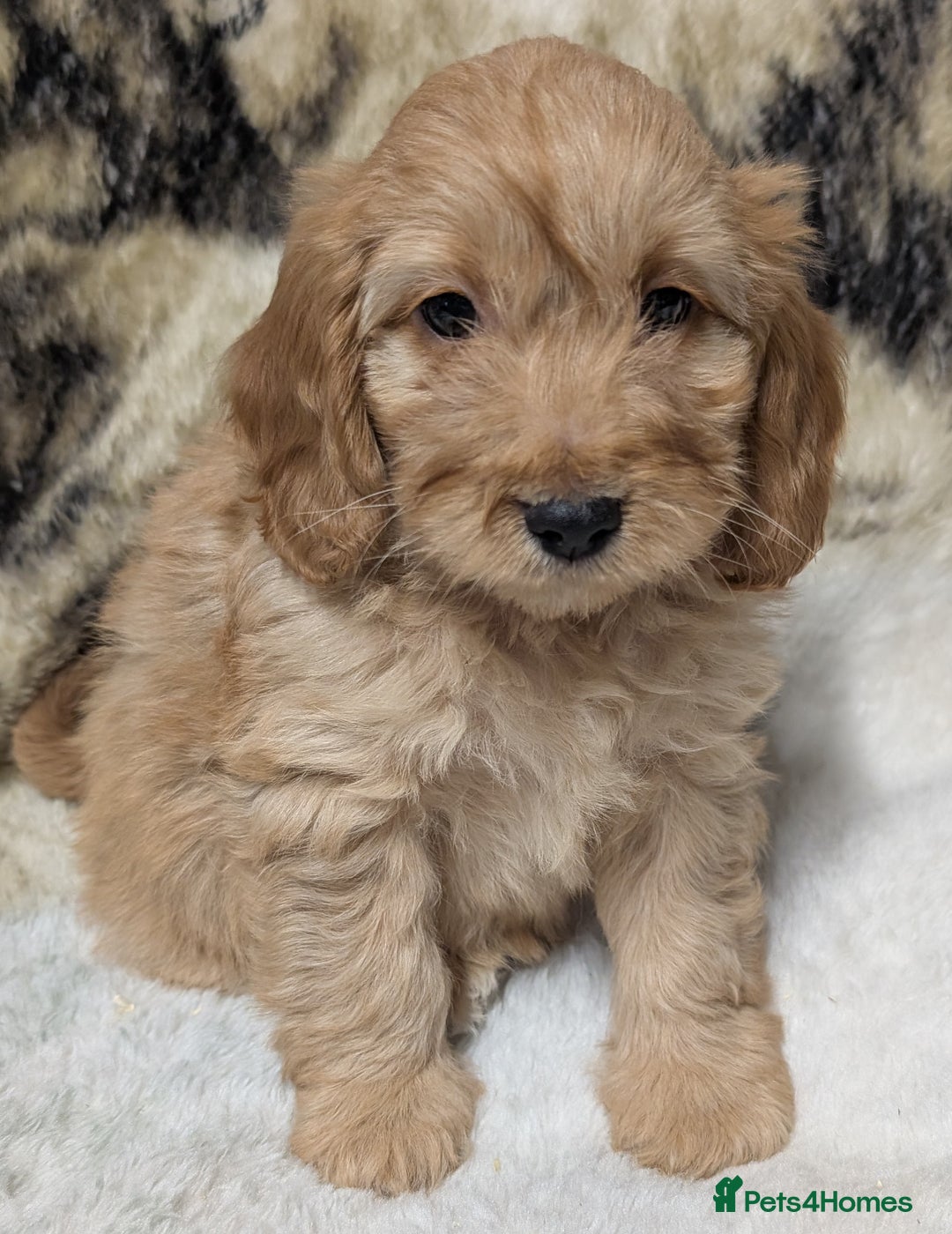 Cockapoo dogs for sale: Beautiful F1 Cockapoo puppies DNA clear  - Image 22