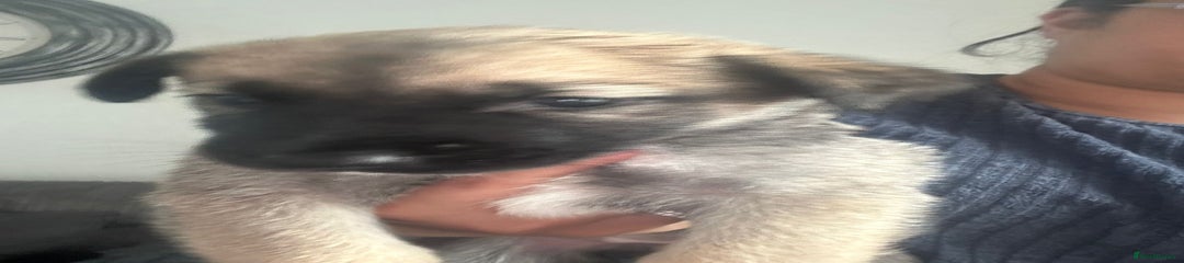 Shepsky Puppy 4