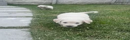 Golden Retriever dogs for sale: Quality golden retrievers  - Advert 26