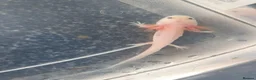 Axolotl reptiles for sale: Baby axolotls  in Peterborough - Advert 7