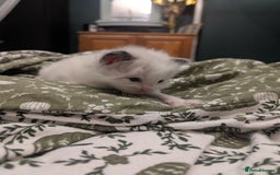 Ragdoll cats for sale: ragdoll kittens (only 1 boy left main picture) - Image 13