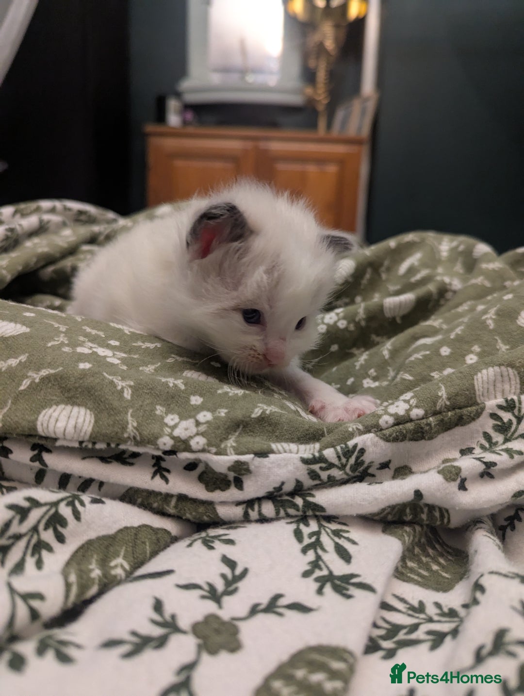 Ragdoll cats for sale: ragdoll kittens (only 1 boy left main picture) - Image 13