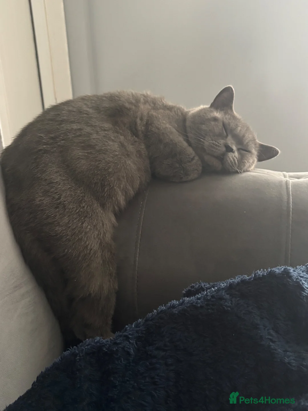 British Shorthair cats for sale: Scarr  in South Ockendon - Advert 4
