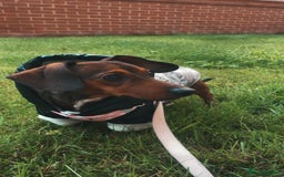 Dachshund dogs for sale: Fifi  - Image 1