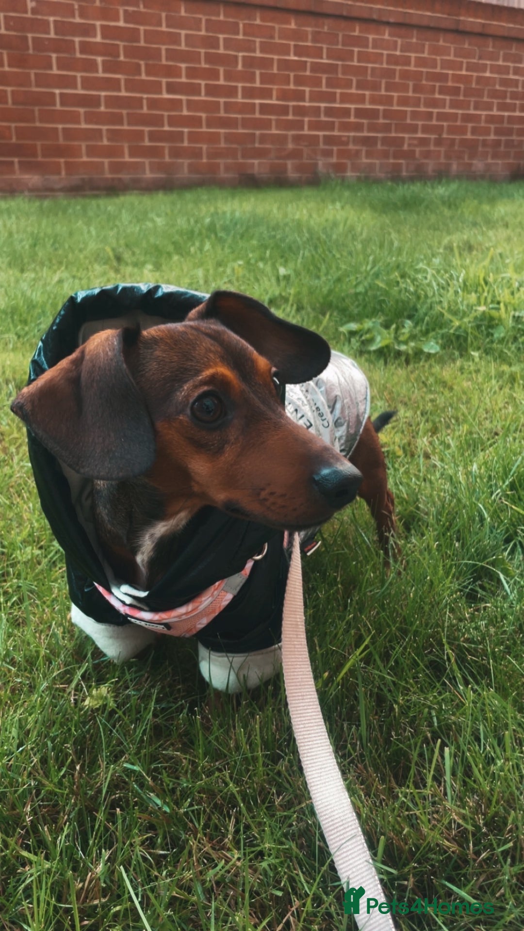 Dachshund dogs for sale: Fifi  - Image 1