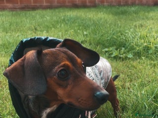 Dachshund dogs - Advert 22