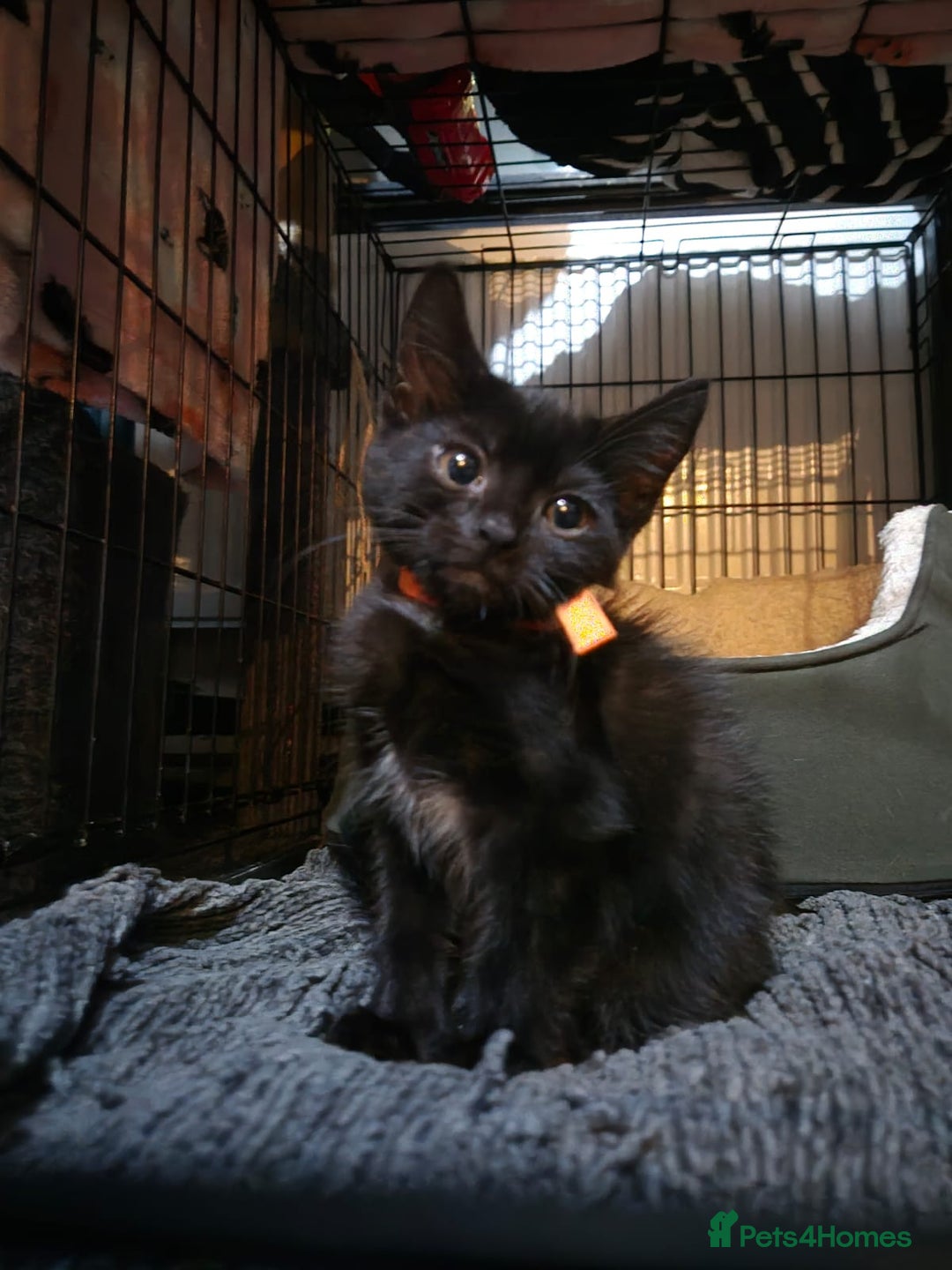 Mixed Breed cats for sale: Adorable black kittens for sale  - Image 25