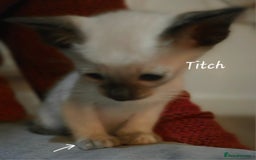 Siamese cats for sale: *1 left*Beautiful GCCF registered Siamese kittens  - Image 17