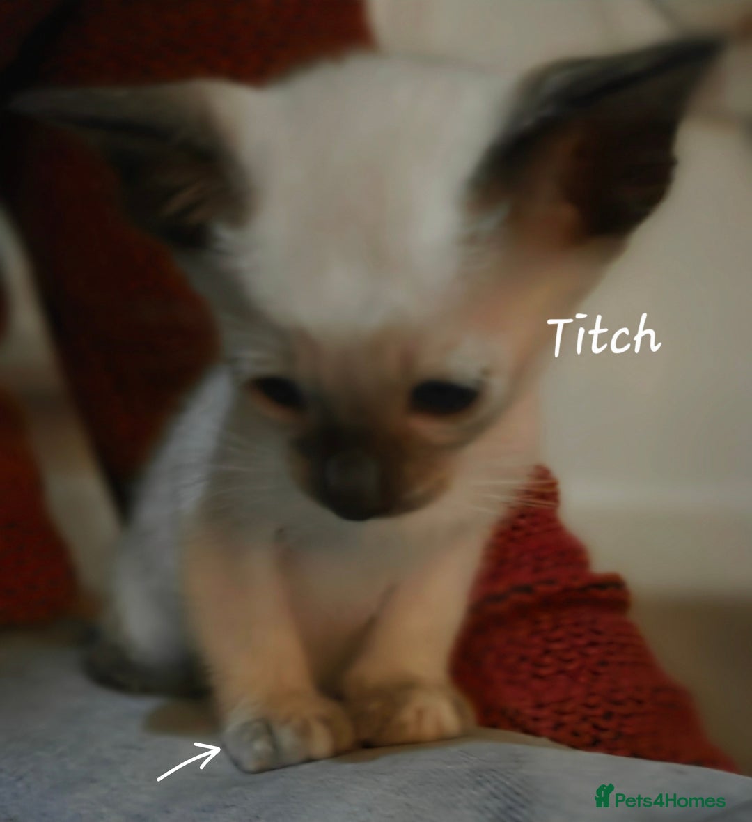 Siamese cats for sale: *1 left*Beautiful GCCF registered Siamese kittens  - Image 17