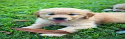 Golden Retriever dogs for sale: Golden Retriever puppies ready for sale in Morecambe - Advert 3