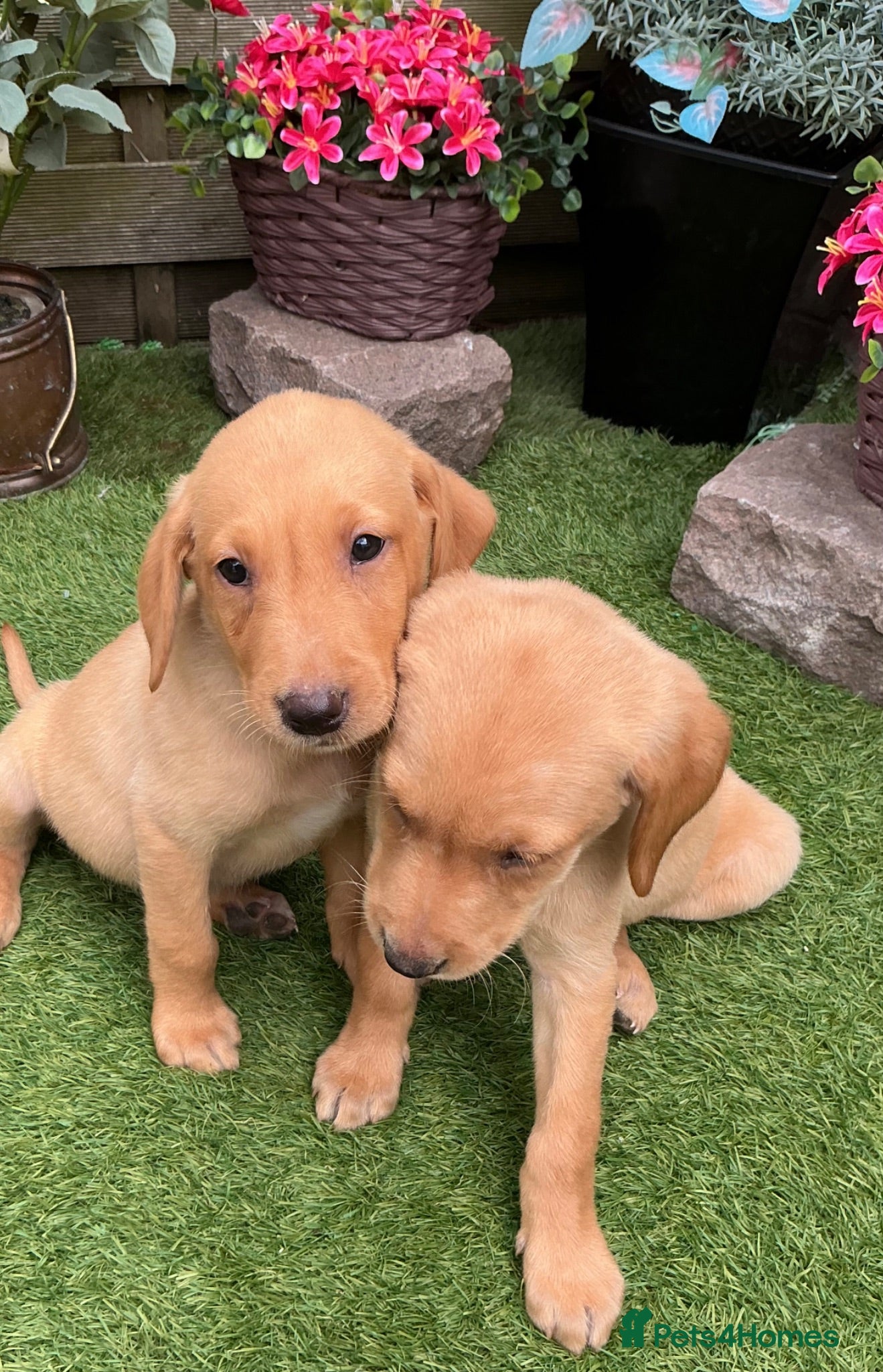Labrador Retriever dogs Fox Red labrador - Advert 2