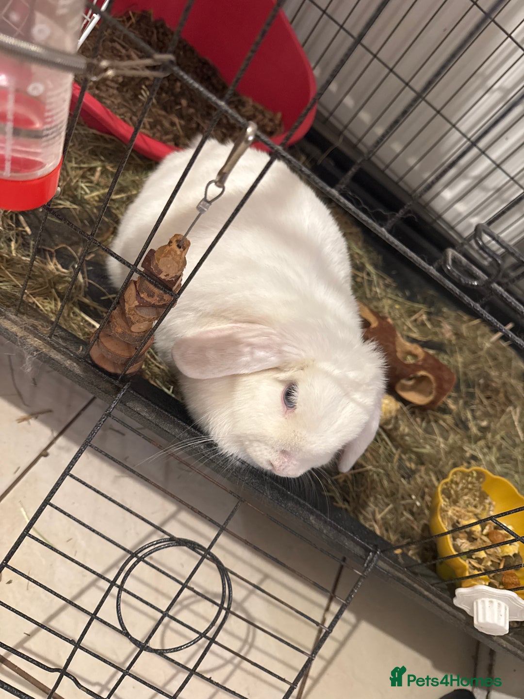 Mini Lop rabbits for sale: White rabbit  - Advert 3