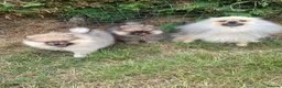 Pomeranian dogs for sale: Adorable KC Registered Pomeranian Boys - Advert 1
