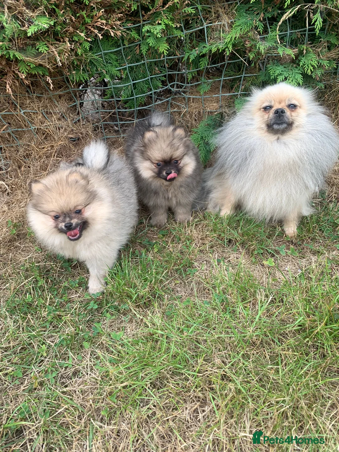 Pomeranian dogs for sale: Adorable KC Registered Pomeranian Boys - Advert 1