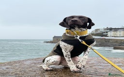 German Shorthaired Pointer dogs for sale: gsp for rehoms - Image 4