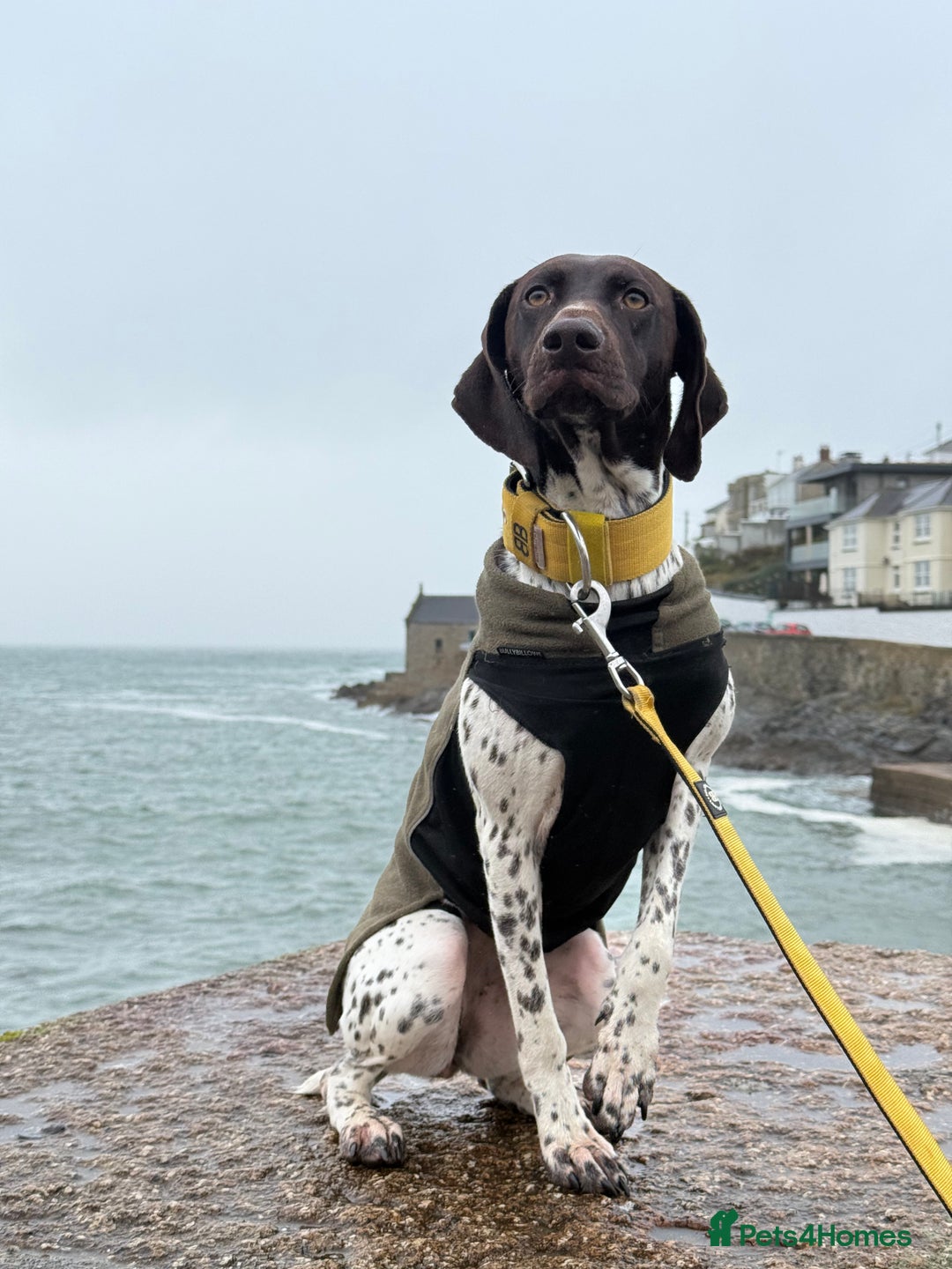 German Shorthaired Pointer dogs for sale: gsp for rehoms - Image 4