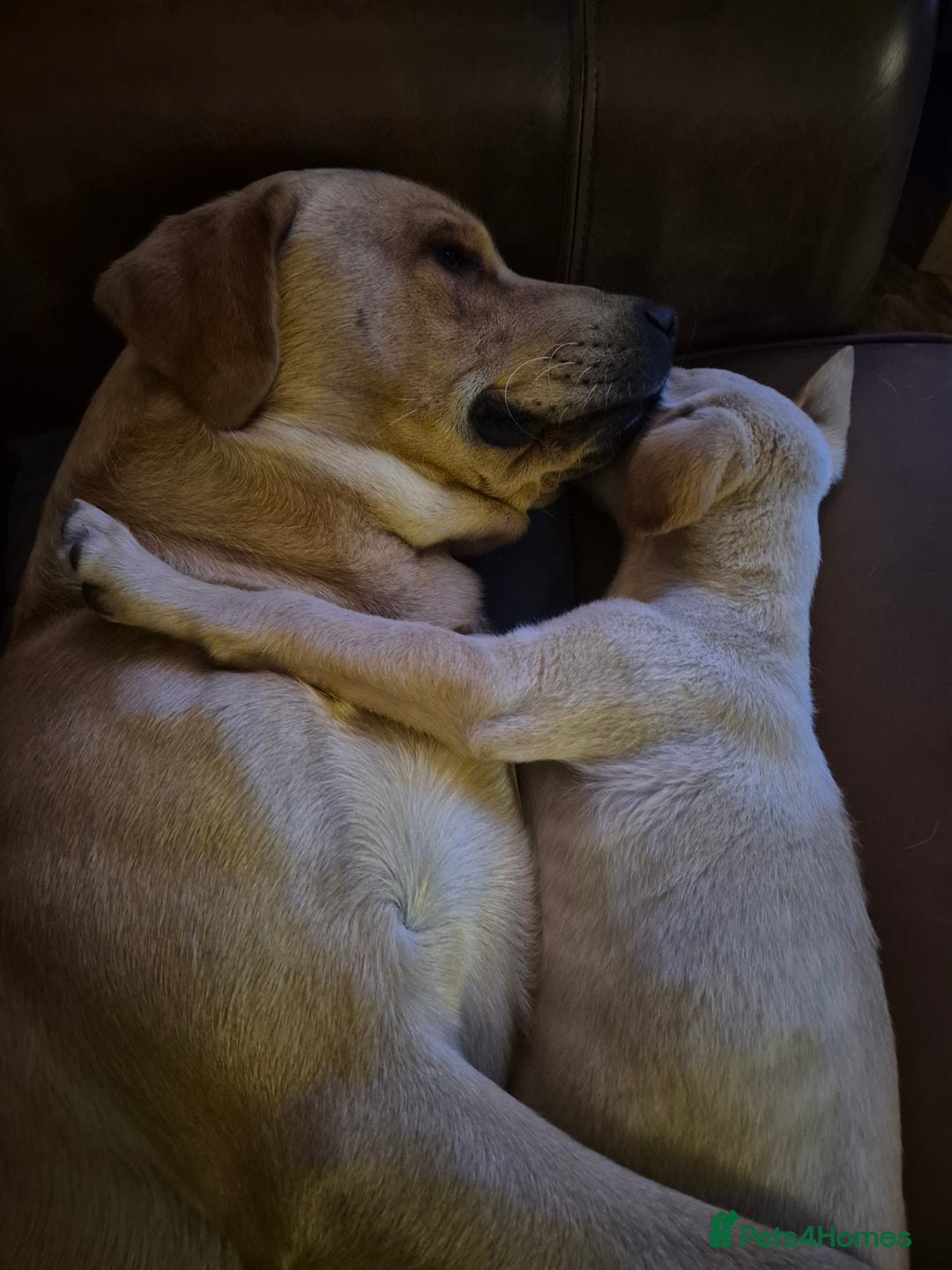 Labrador Retriever dogs for stud: Churchill for stud - Advert 6