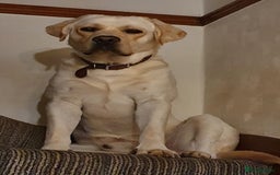 Labrador Retriever dogs for sale: Top Pedigree Labrador retriever puppies - Image 24