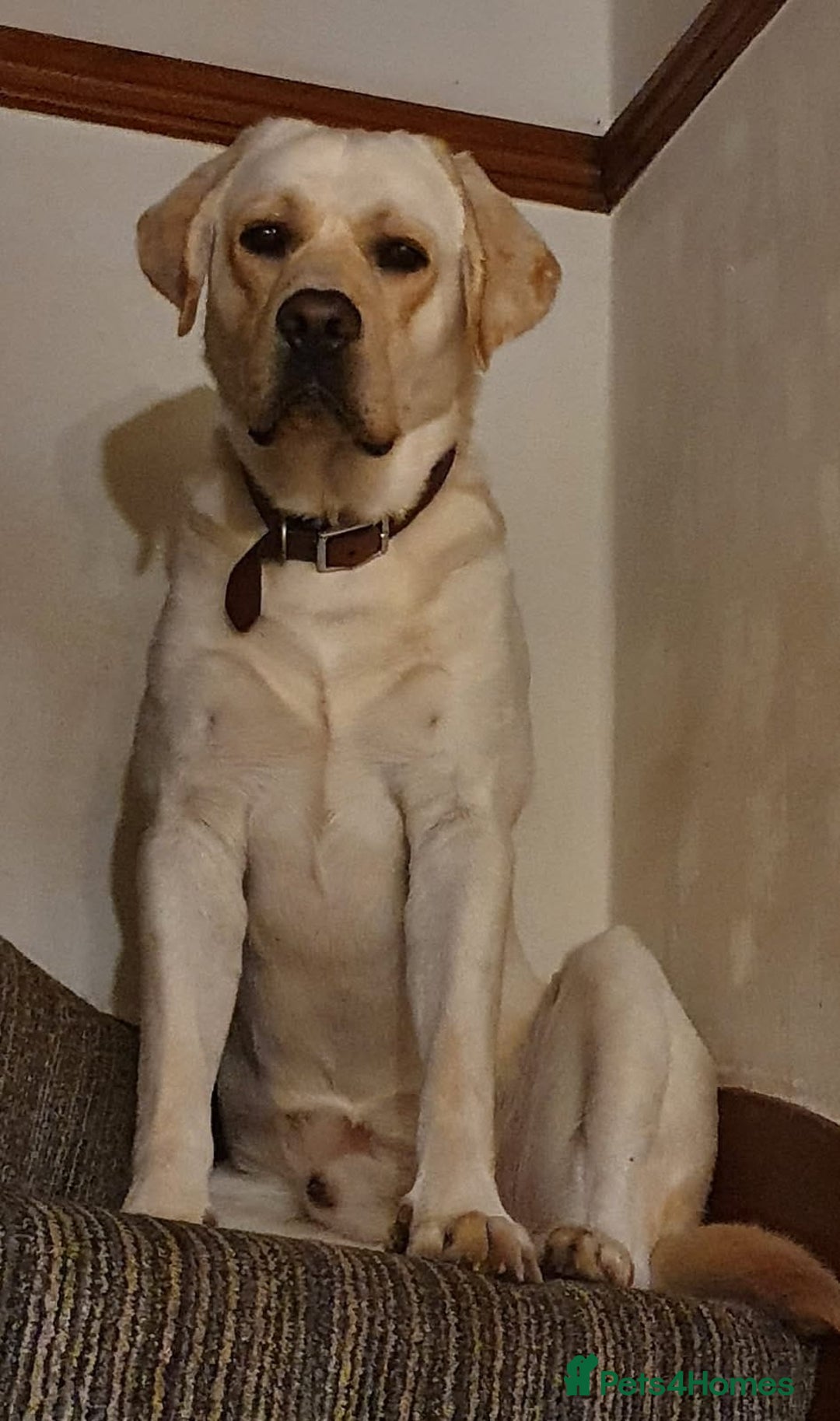 Labrador Retriever dogs for sale: Top Pedigree Labrador retriever puppies - Image 24