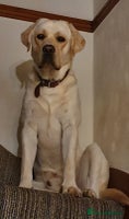 Labrador Retriever dogs - Advert 2