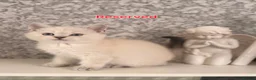 Scottish Fold cats for sale: 3 gorgeous Scottish fold kittens left♡left - Advert 14