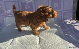 Cockapoo dogs for sale: Gorgeous Cockerpoo F1b - Image 16