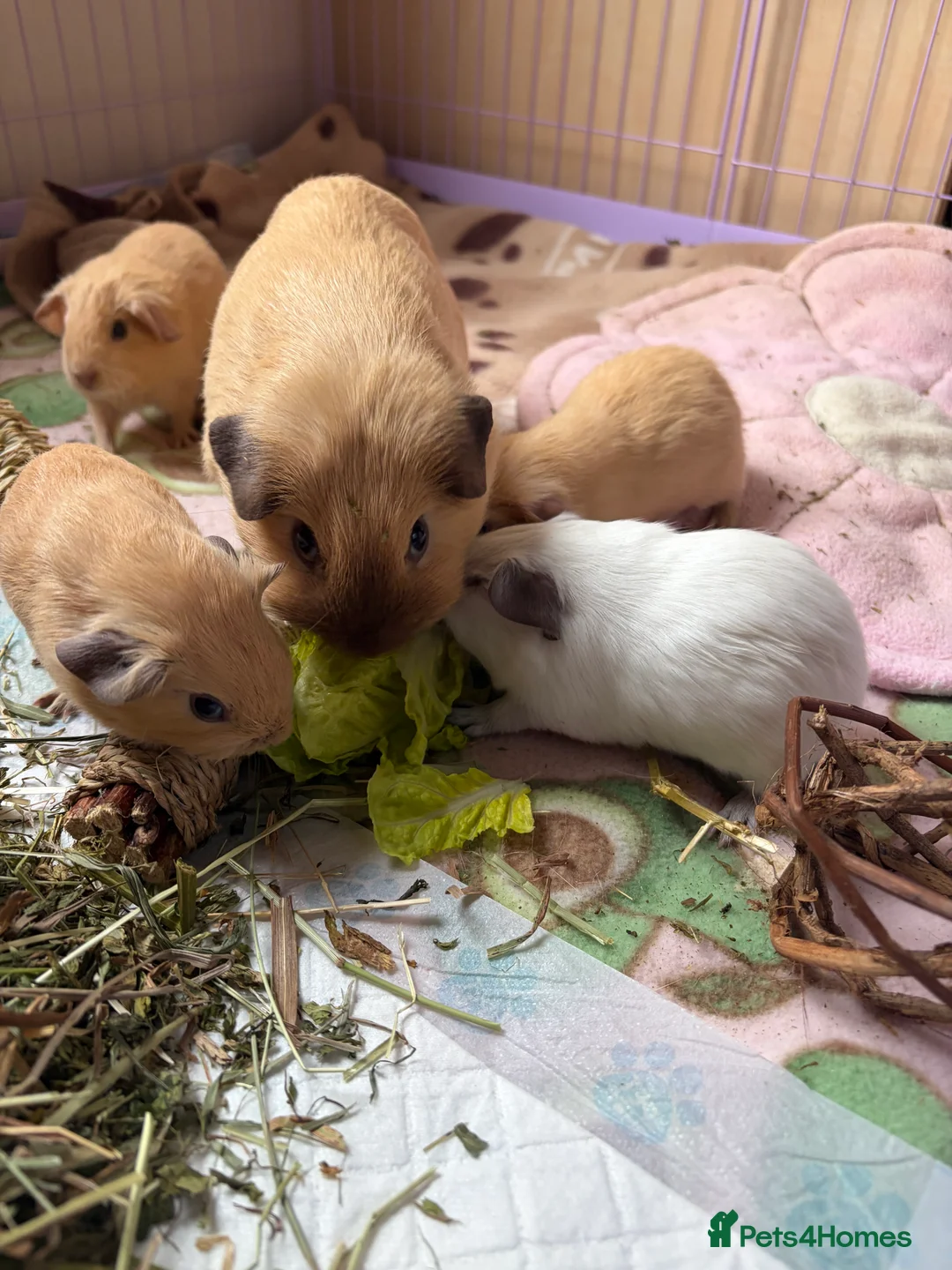 Guinea Pig rodents for sale: Californian guinea pig boars for sale  - Advert 18