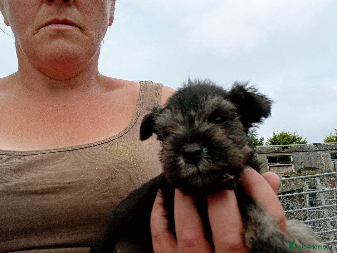 Miniature Schnauzer dogs for sale: Miniature Schnauzer pups, Aberdeenshire  - Image 3