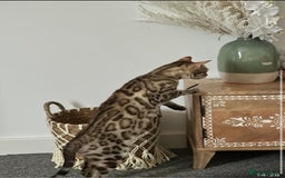 Bengal cats for sale: Snow bengal kitten /male - Image 4
