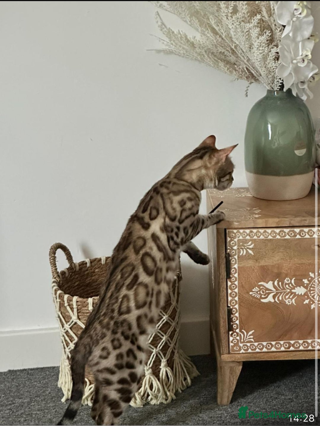 Bengal cats for sale: Snow bengal kitten /male - Image 4