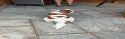 Cavalier King Charles Spaniel dogs for sale: Pedigree cavalier bitch  - Advert 6