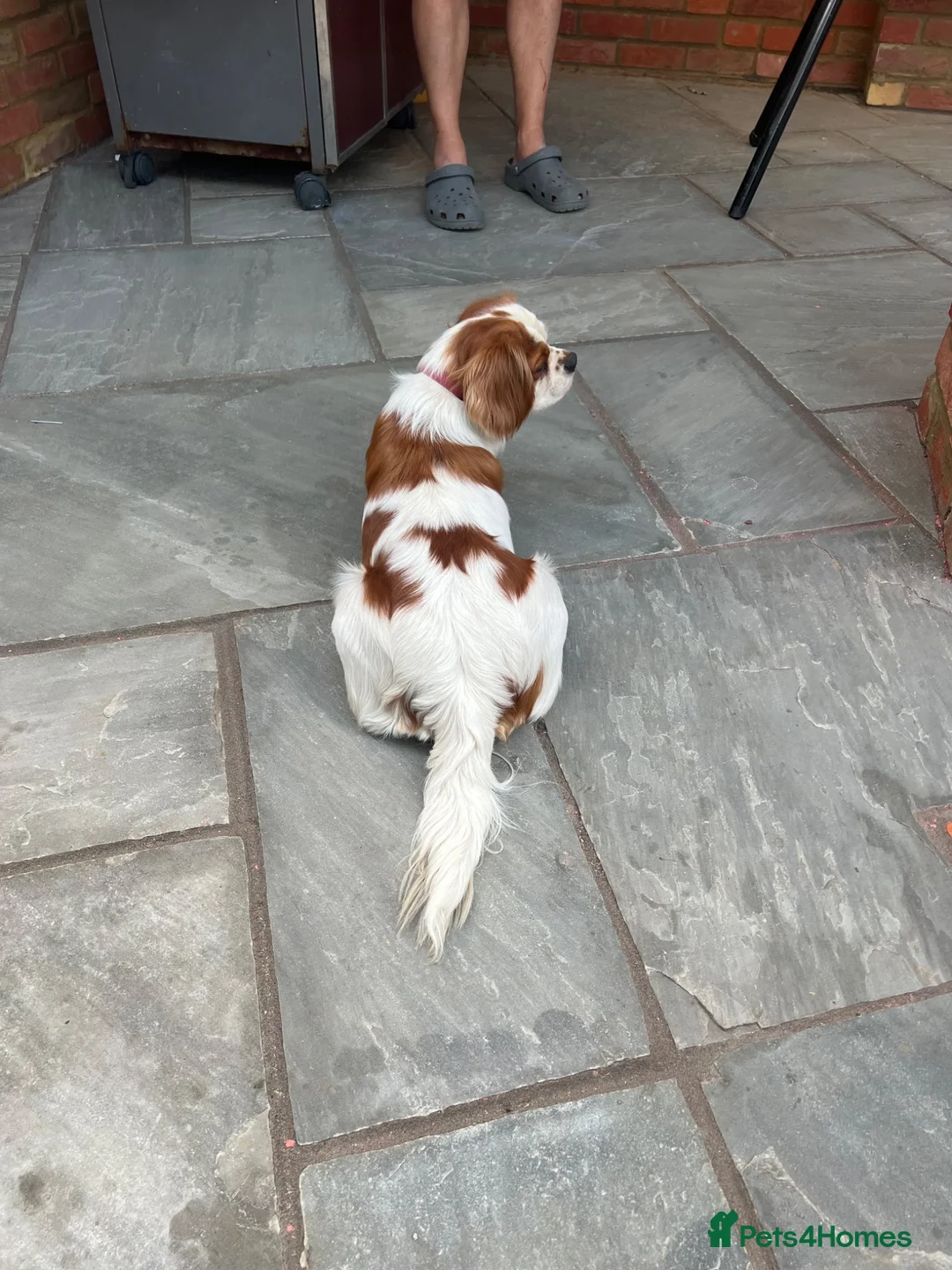 Cavalier King Charles Spaniel dogs for sale: Pedigree cavalier bitch  - Advert 6