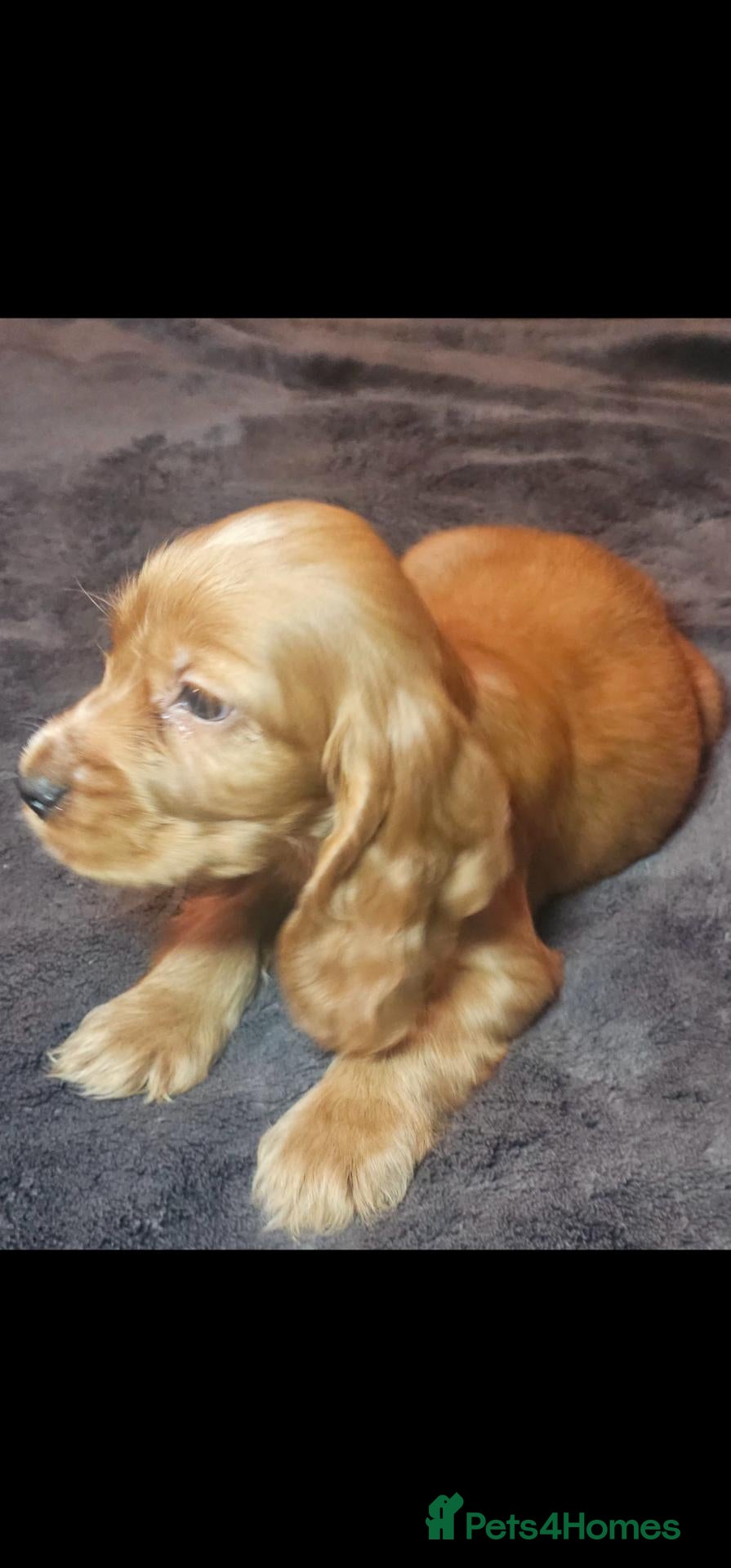 Cocker Spaniel dogs KC Show Type cocker spaniel puppies  - Advert 2