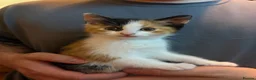 Mixed Breed cats for sale: 6/7 Week old Tortoise Female Kitten - Advert 22