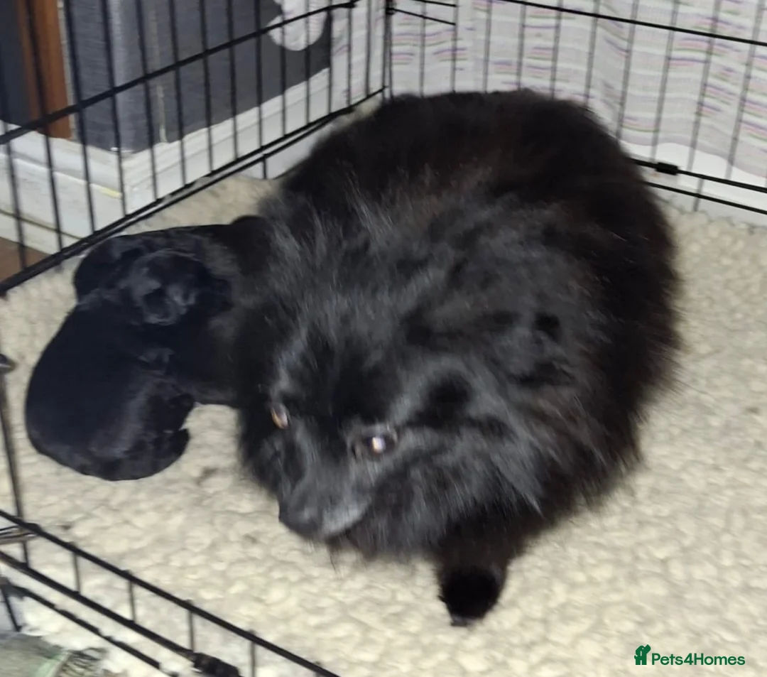 Pomapoo dogs for sale: Stunning Pomeranian x Toy Poodle Puppies – Ready  in Bradford - Advert 2