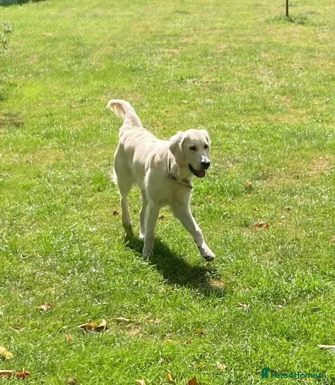 Goldendoodle dogs for sale: PEACHES 1 Year old Goldendoodle - Advert 3