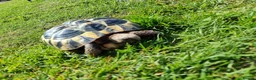 Hermann Tortoise reptiles for sale: Hermanns tortoise  - Advert 9