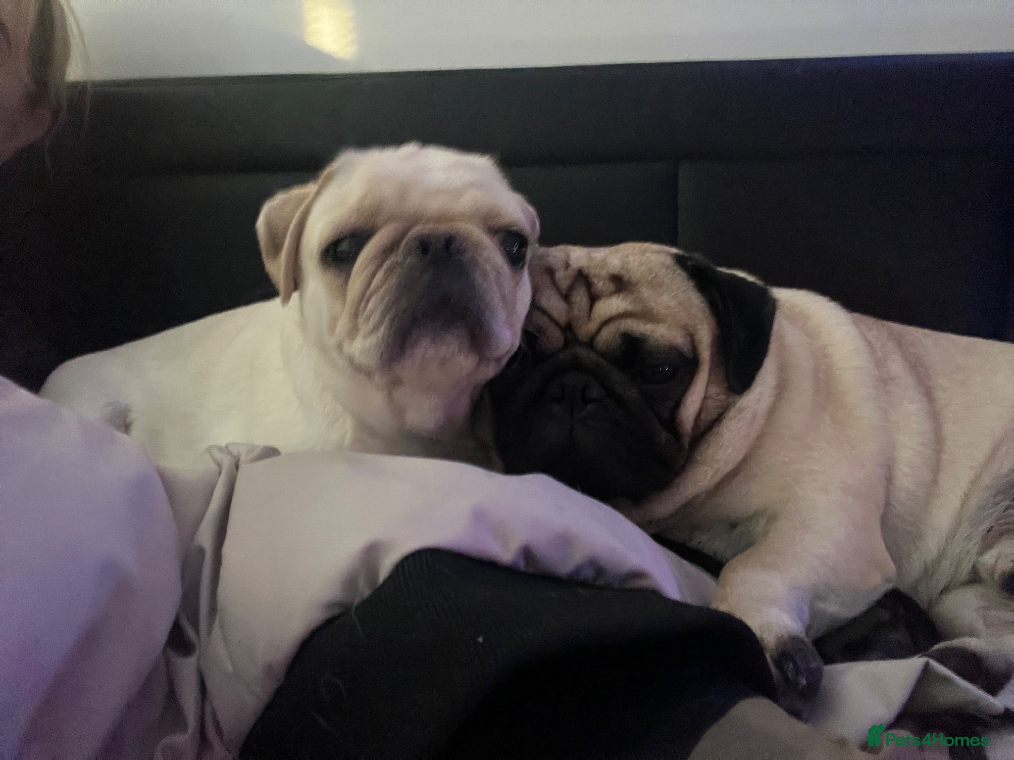 Pug dogs Beautiful white pug puppies - Advert 1
