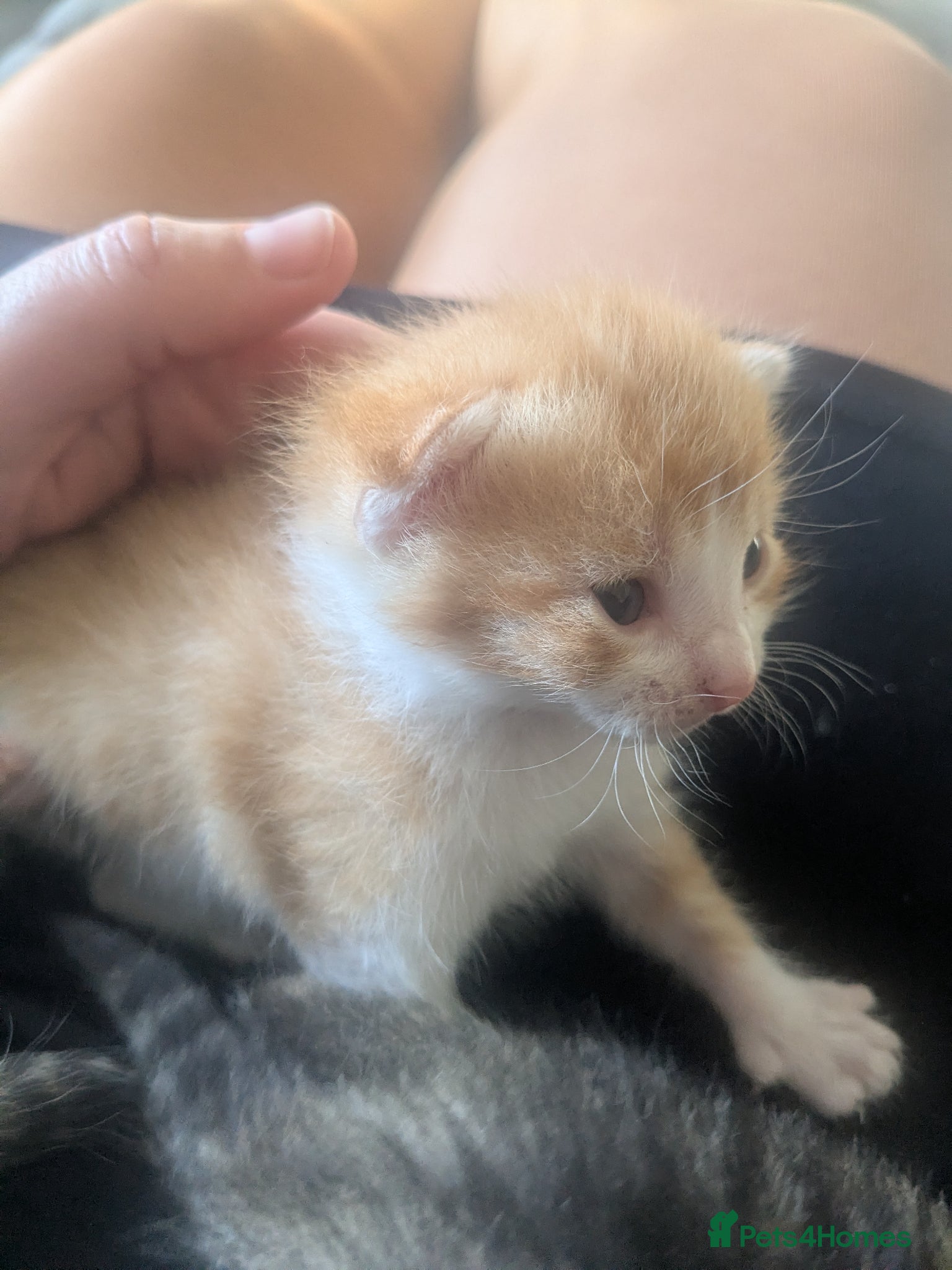 British Shorthair cats Mum & 5 babies - Advert 1