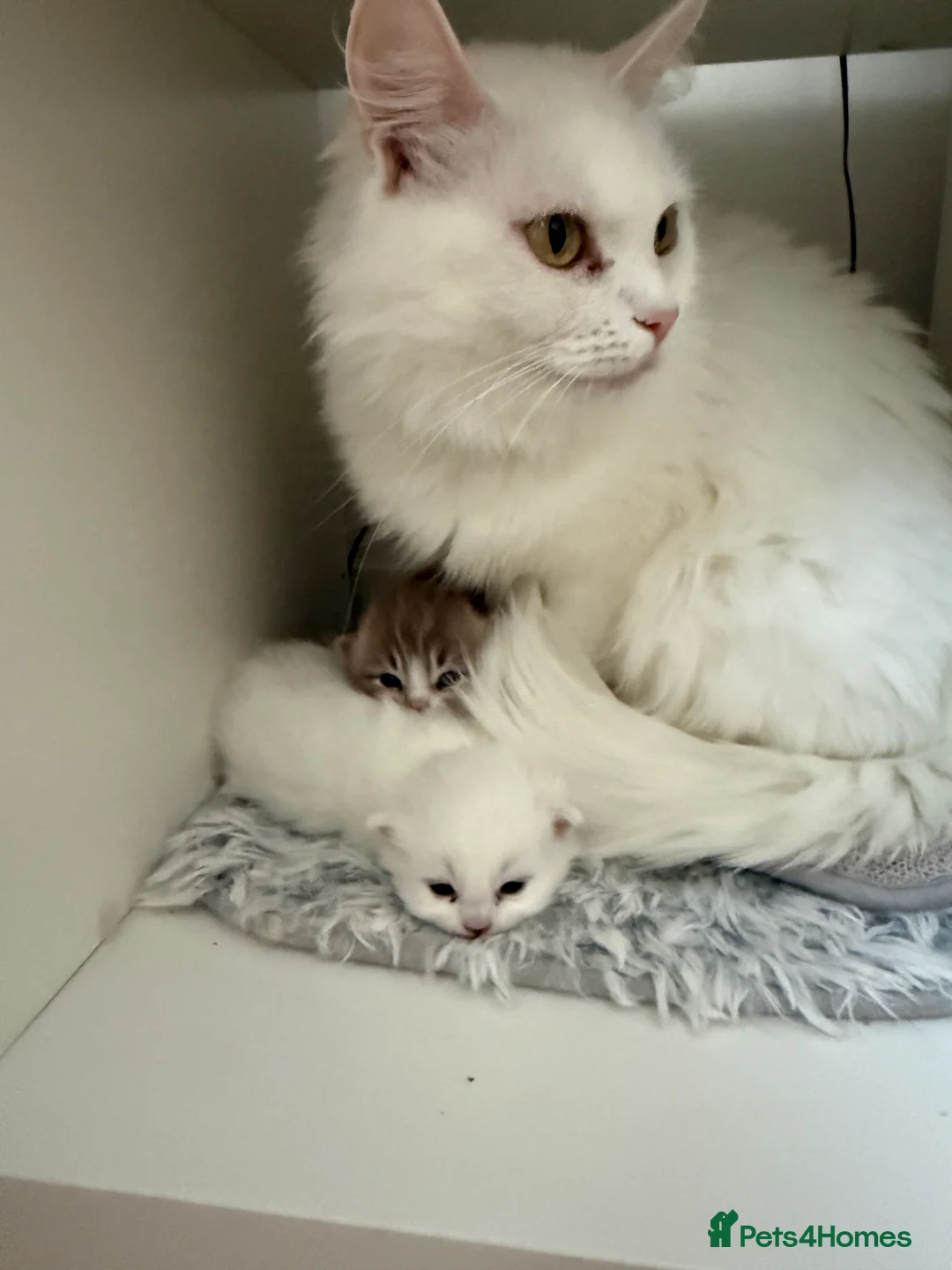 Mixed Breed cats for sale: [Two Kittens] Mainecoon x Turkish Angora Kittens  - Advert 3