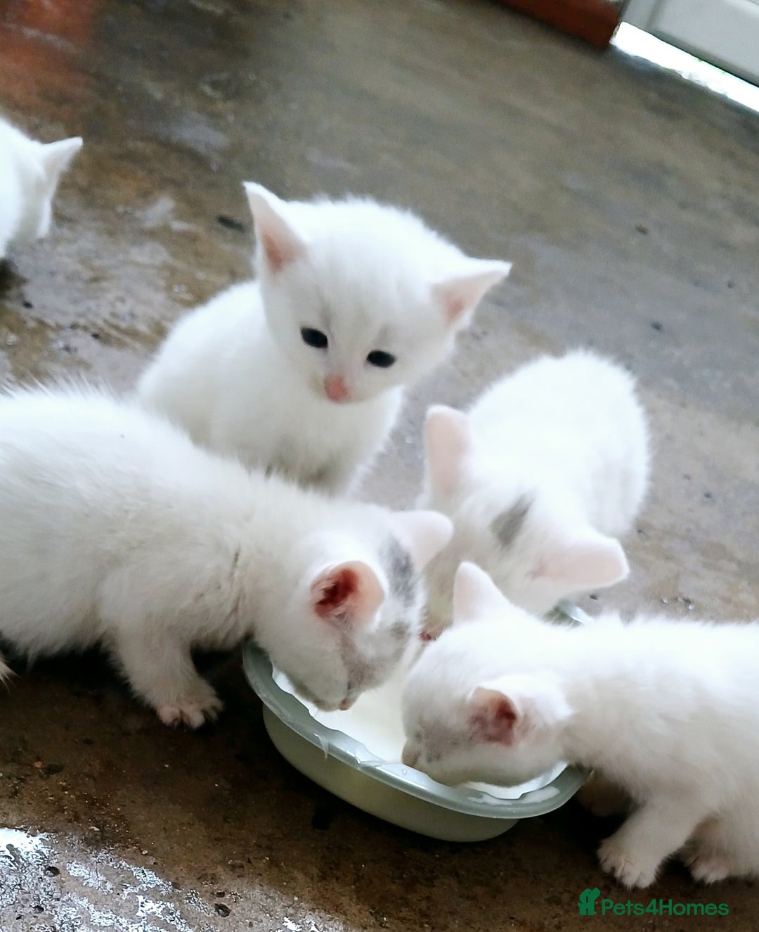 European cats for sale: Cats  - Image 8