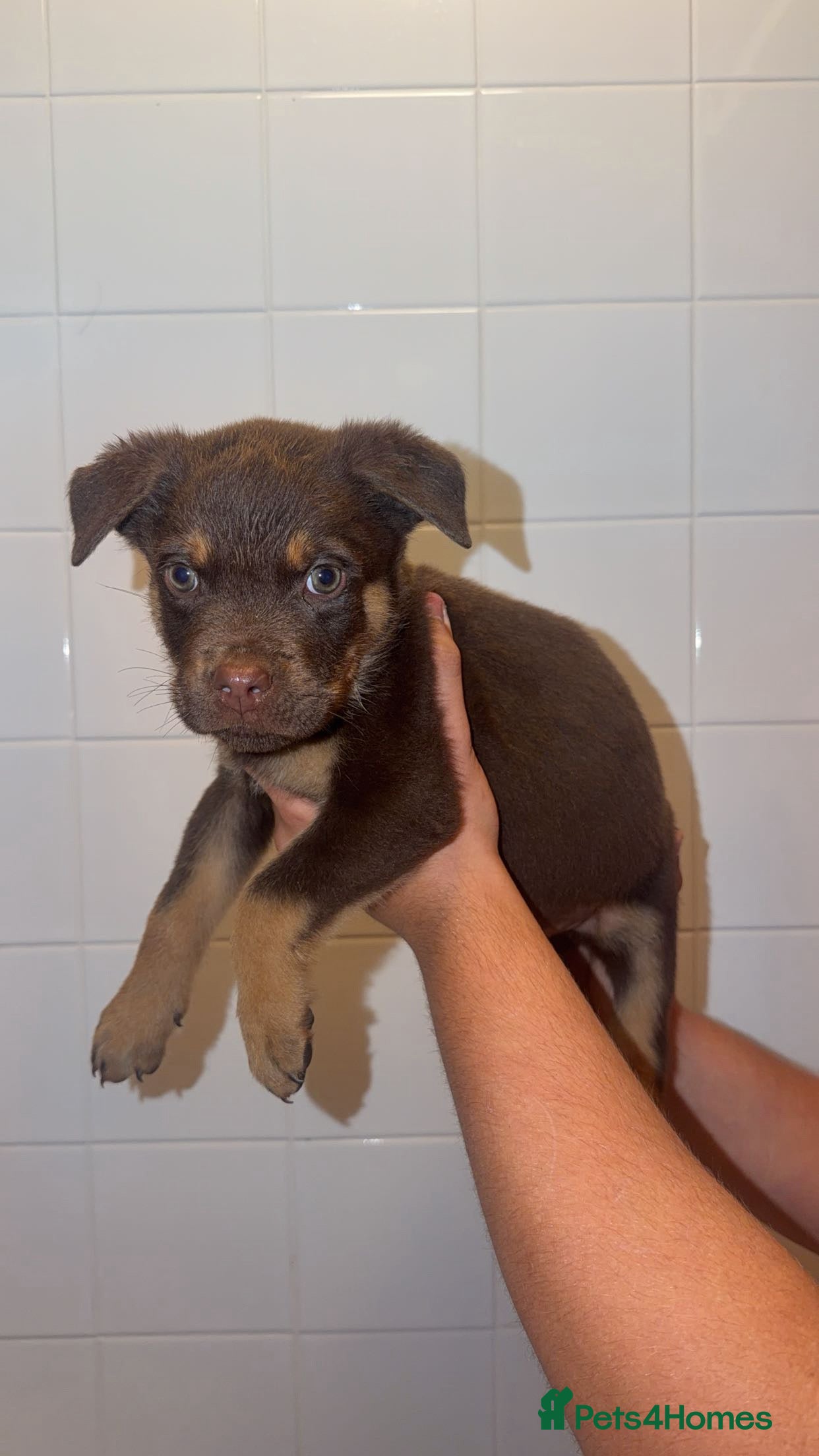 Mixed Breed dogs Rottweiler X Belgium Mali Puppies - Advert 2