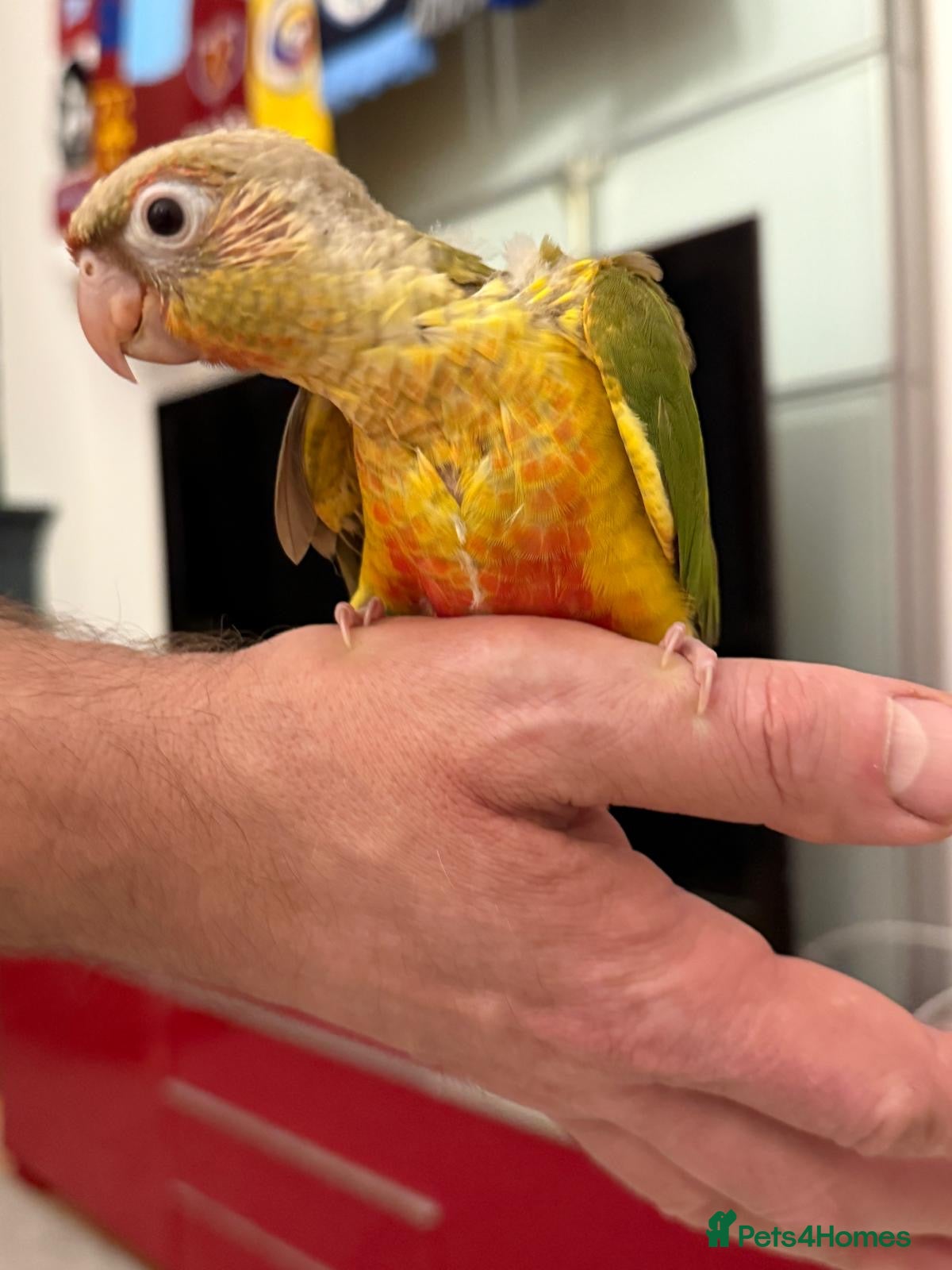 Conures birds Hand reared baby conures - Advert 2