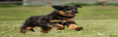 Mixed Breed Puppy 1