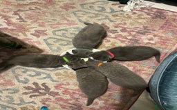 British Shorthair cats for sale: Beautiful British shorthair kittens 🐱 🥰 - Advert 25