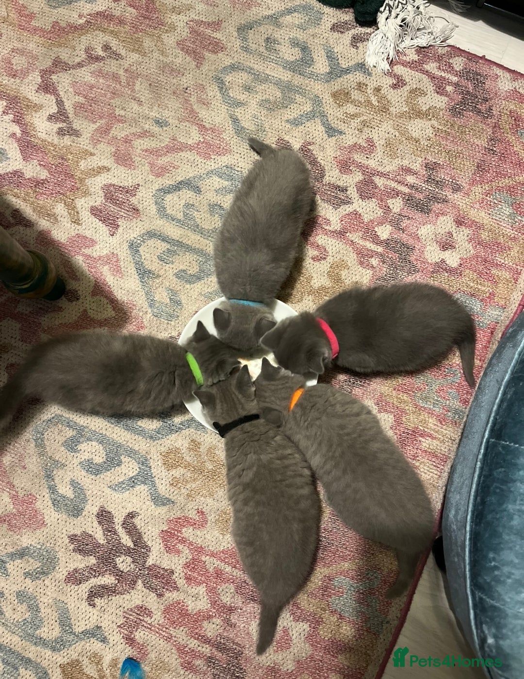 British Shorthair cats for sale: Beautiful British shorthair kittens 🐱 🥰 - Advert 25