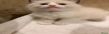 Ragdoll 2
