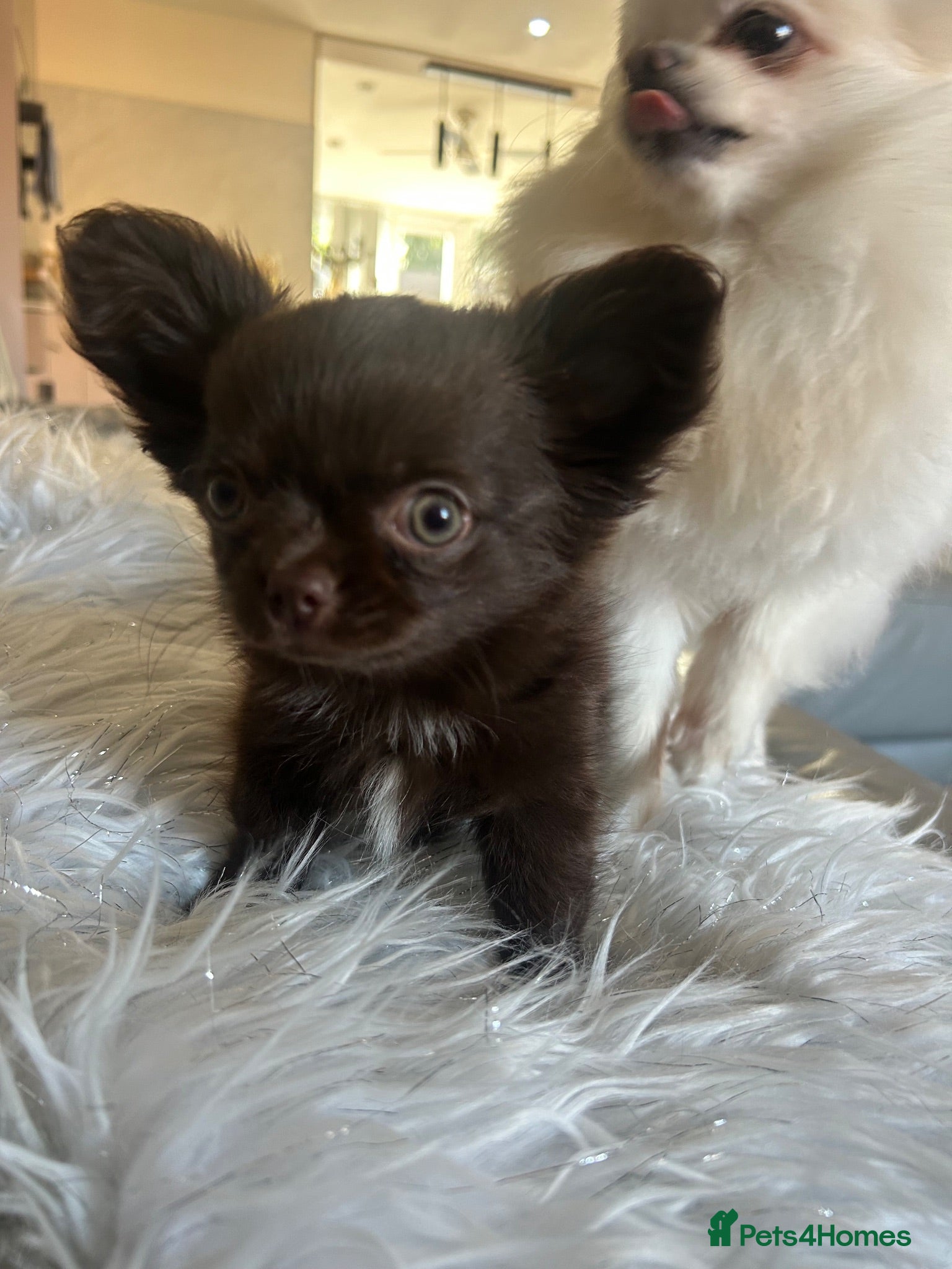 Chihuahua dogs READY NOW - Long coat chihuahua puppies - Advert 1