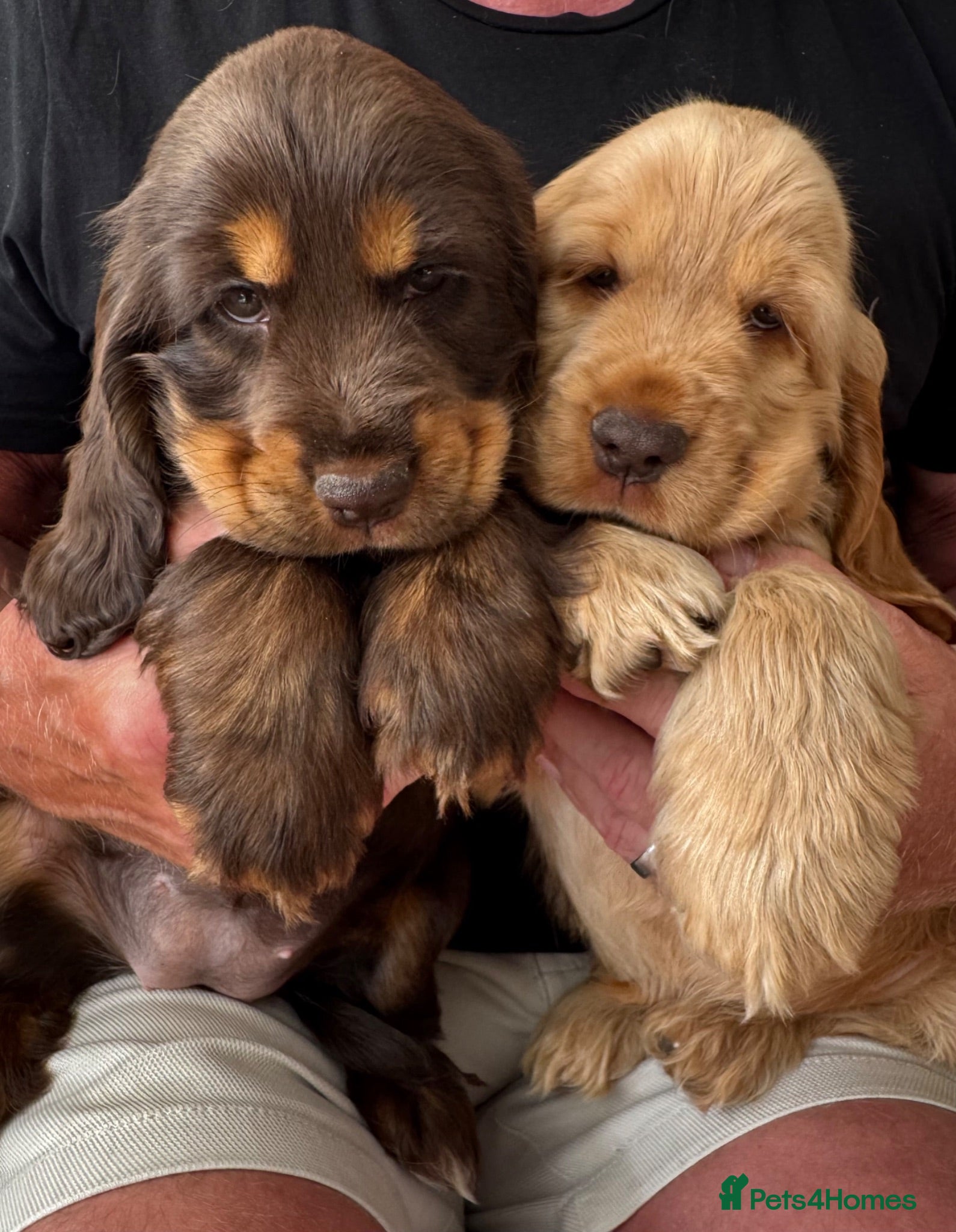Cocker Spaniel dogs Quality Simbawood Lines TRUE Show Type Cockers  - Advert 6